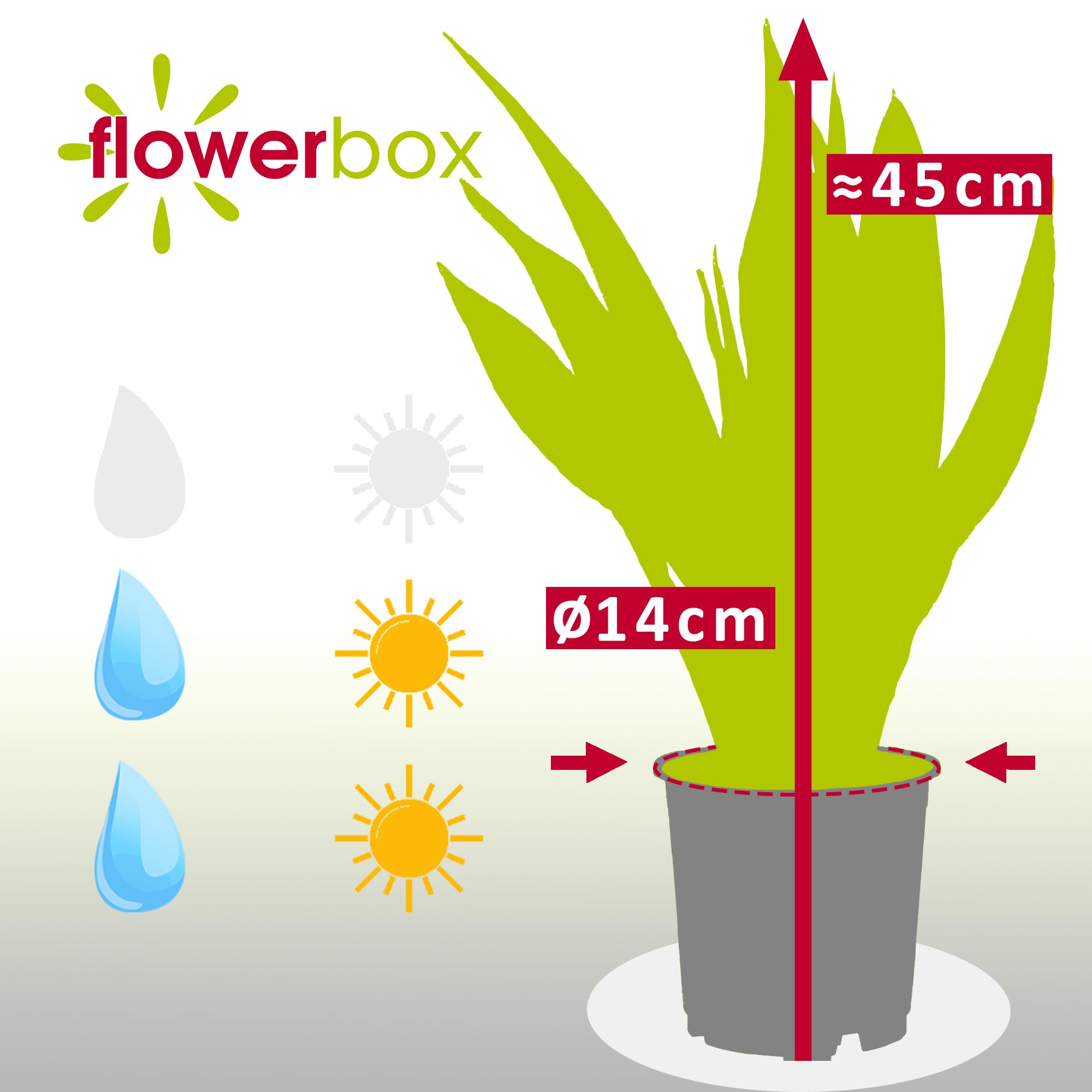 Sansevieria zeylanica - Planta de interior fácil de limpiar, altura aprox. 45 cm, diámetro de maceta de 14 cm