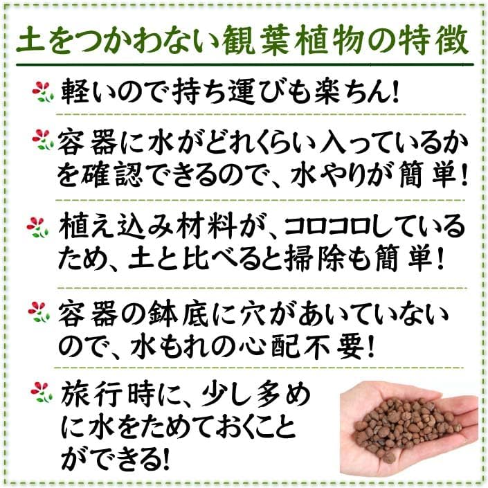 【ブルーミングスケープ】土を使わない観葉植物 ミニ観葉植物 ハイドロボール植え＋苔がつきにくい化粧石・ガラス容器 Aタイプ｜水耕栽培