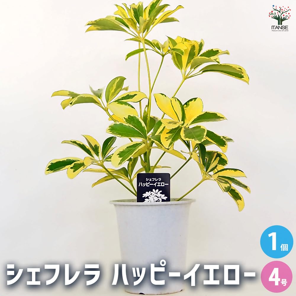 Amazon｜ITANSE シェフレラ ハッピーイエロー 4号 1個売り【品種