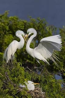 Posterazzi PDDUS44LDI2649 Egret Landing at nest Photo Print, 18 x 24, Multi