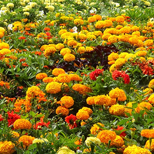 Meily 5000Pcs Marigold Seeds For Planting Non-Gmo Flower Seeds For Home Yard Garden Decor Wildflower Seeds #TOP1