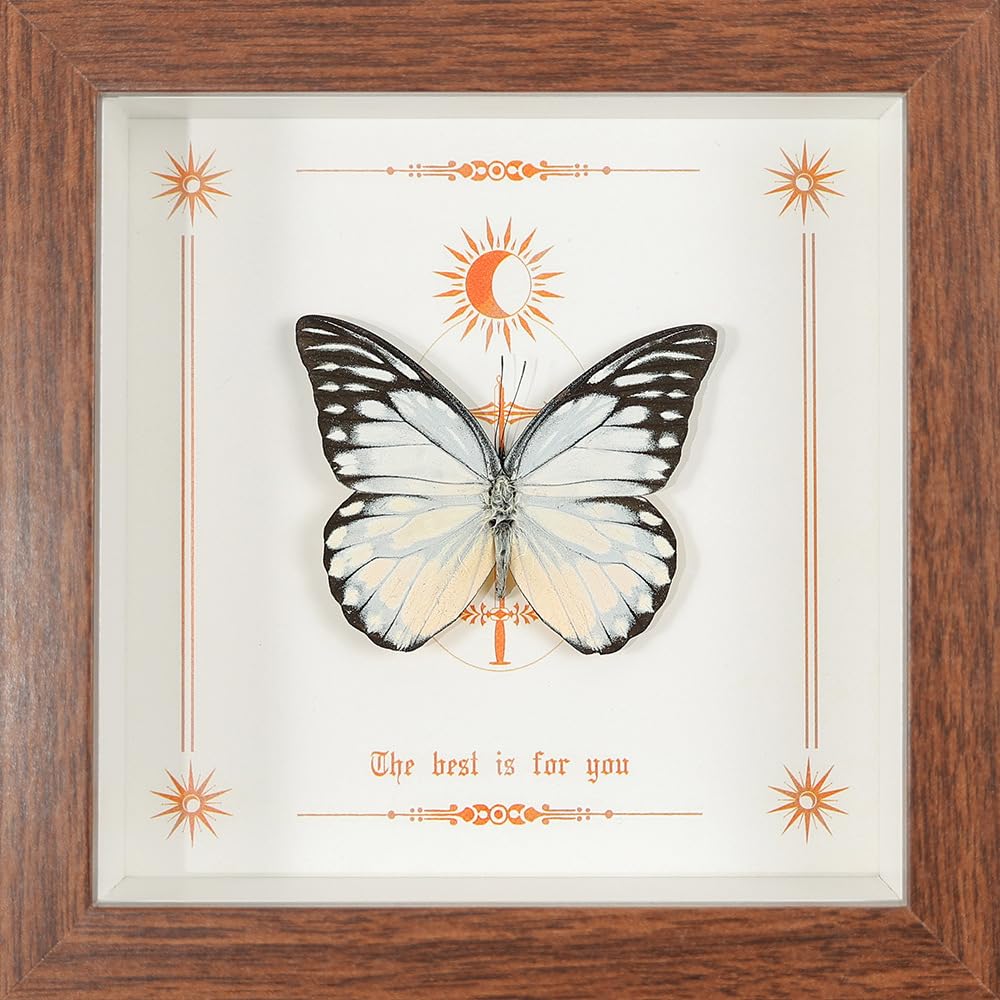 Taxidermy Butterfly Framed, Real Butterfly Specimen in Wooden Frame 5.8" x 5.8", Ideal for Science Study and Desktop Wall Decor (Spotted Sawtooth Butterfly)