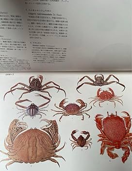 Amazon.co.jp: 希少 新日本水産 動植物圖集 図鑑 伊藤熊太郎画 : おもちゃ