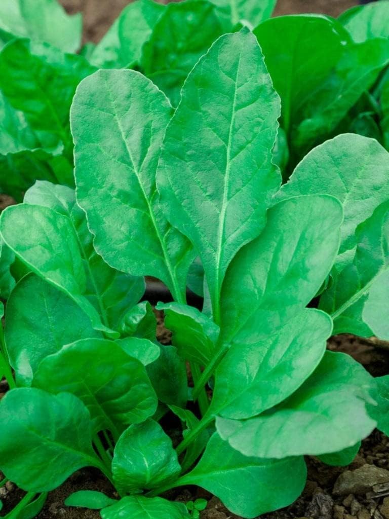 Dirt Goddess Super Seeds Bloomsdale Spinach Seeds (1 Lb) Non GMO Bulk Heirloom Open Pollinated