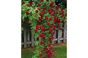 Don Juan Climbing Roses Live Plant: Your Gateway to Breathtaking Blooms