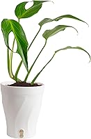 Vista 20 de Costa Farms Trending Tropicals - Planta de interior viva Begonia maculata de 15 pulgadas de alto, en maceta decorativa blanca