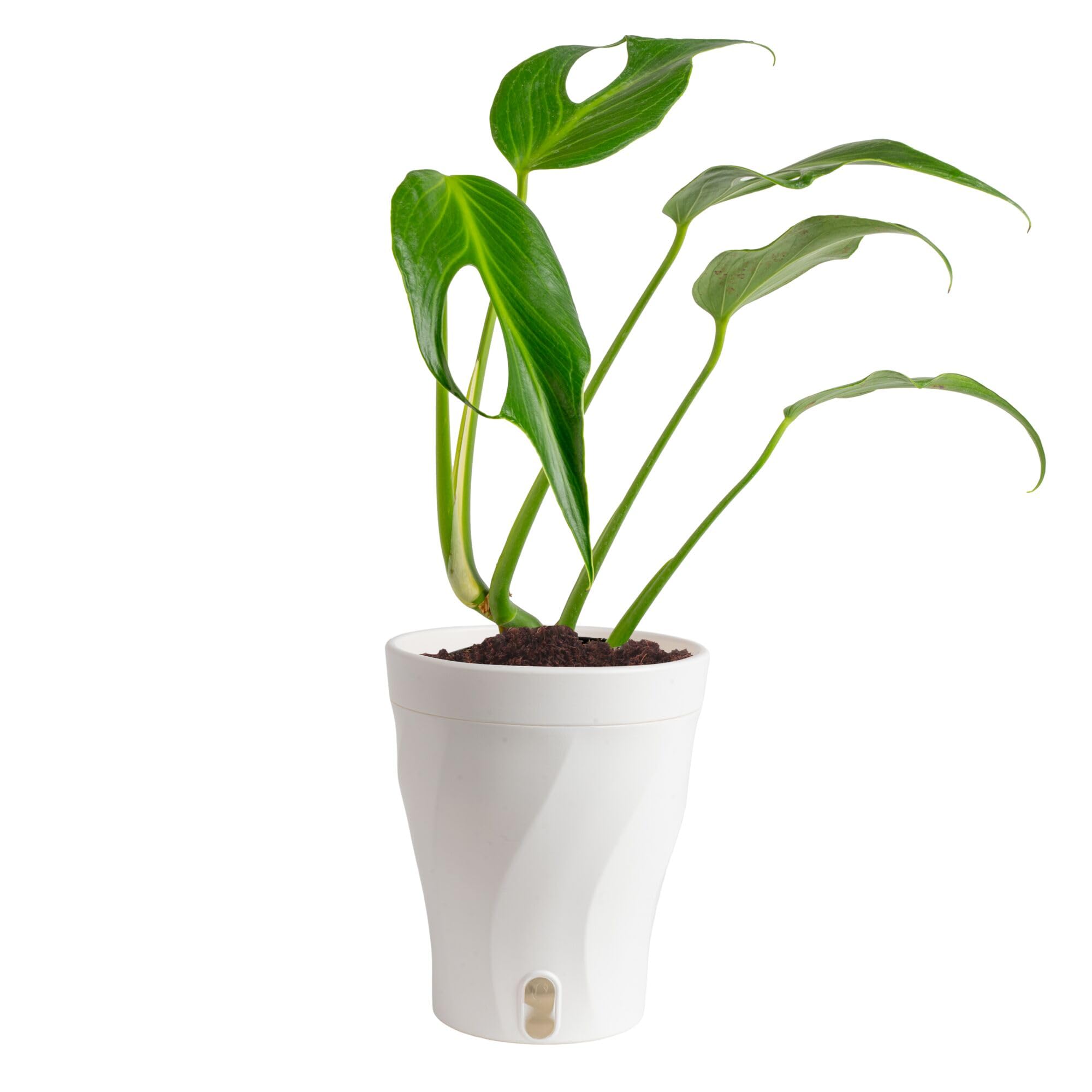 Costa Farms Monstera Burle Marx Flame