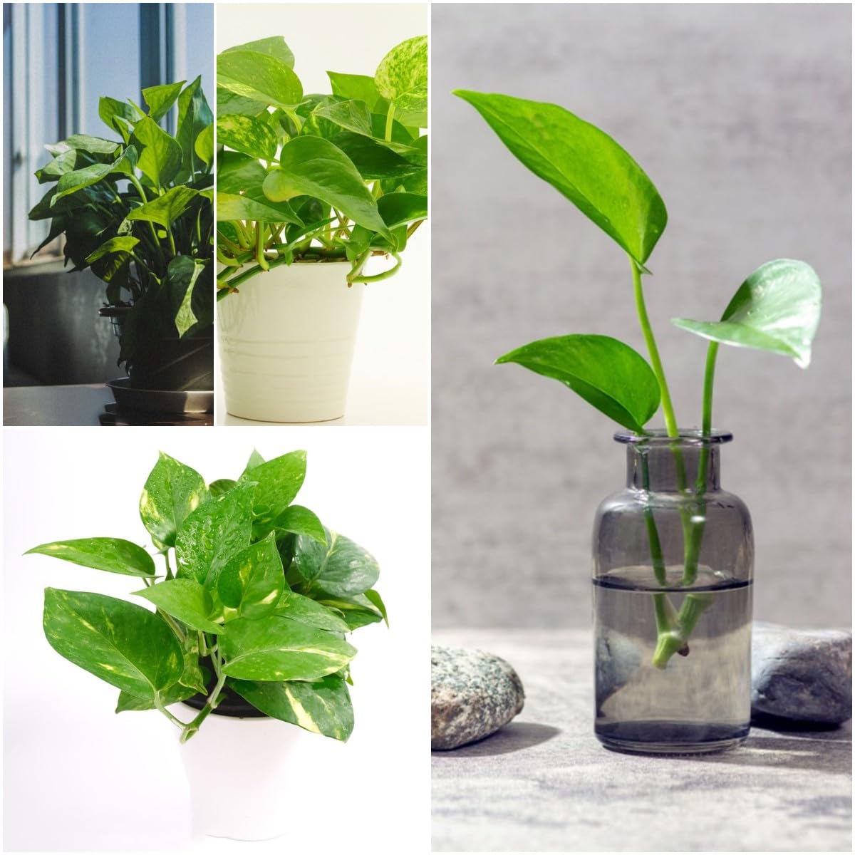 200 pcs efeutute zimmerpflanze hngend samen - winterharte kbelpflanzen  Epipremnum aureum,Efeutute am Moosstab, saat gartenpflanzen winterhart  mehrjhrig ausgefallene geschenke grnpflanzen : Amazon.de: Garten
