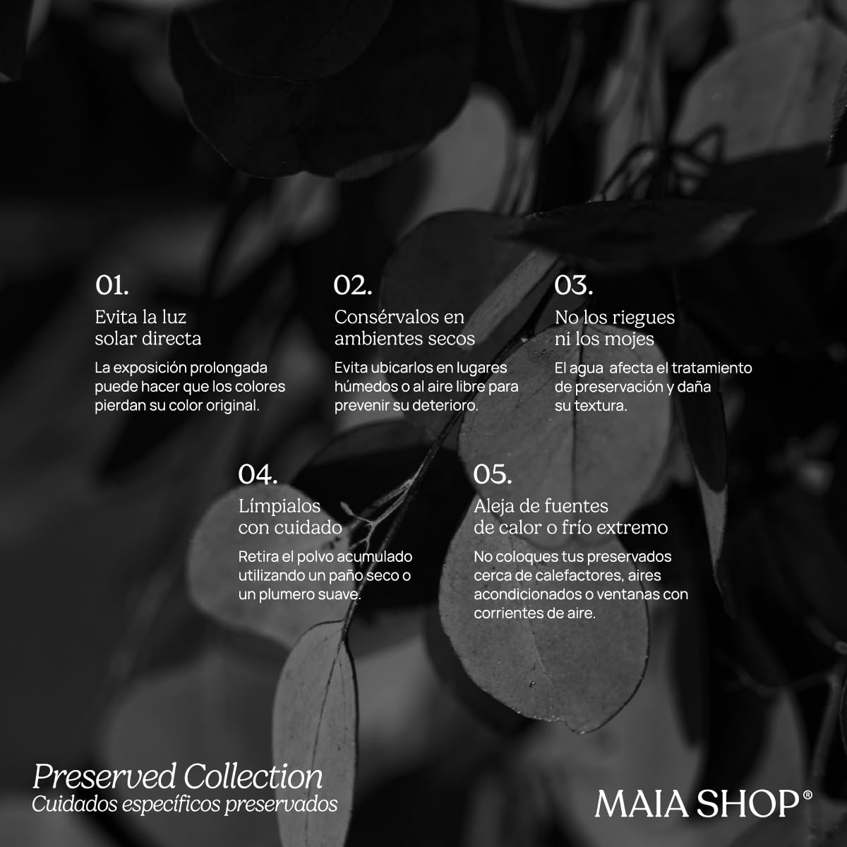 Maia Shop Eucalipto Preservado - Eucalipto Natural, Árbol Eucalipto Preservado Naranja Baby 150 cm con Hojas Secas, Decoración Hogar, Plantas Naturales Interior