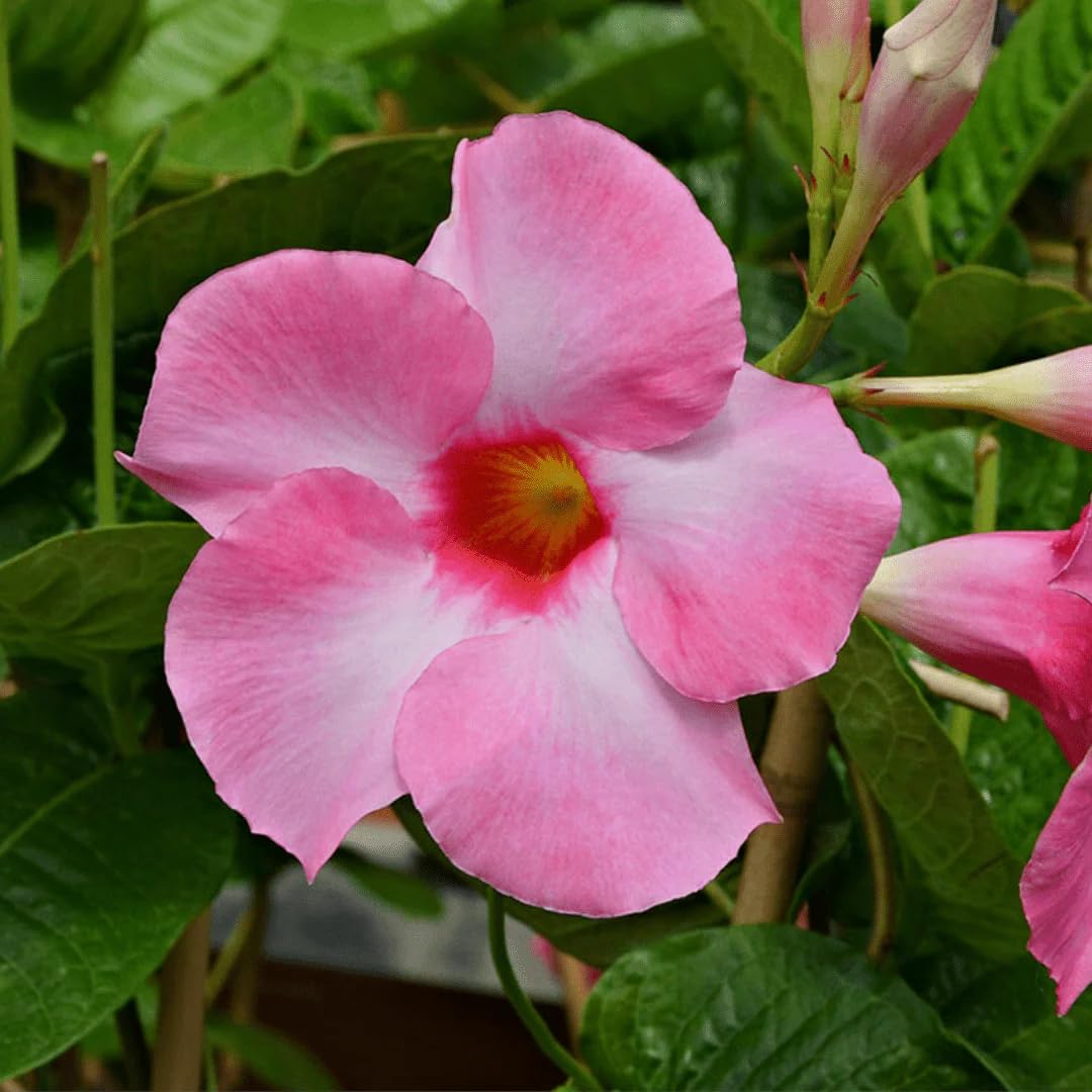 Pianta Dipladenia In Vaso Ø14cm - Fiori Rossi, Rosa O Bianchi, Per Balcone E Giardino, Facile Coltivazione - Foto 5