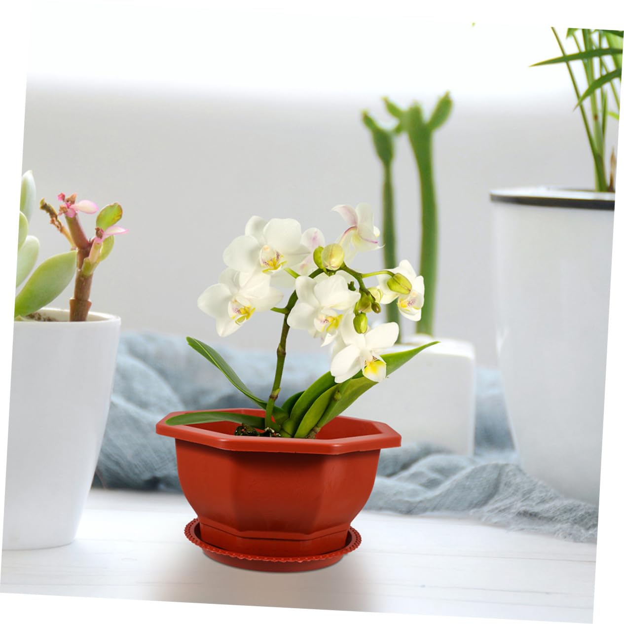 Hemobllo Lot de 5 Pots Octogonaux Rouges pour Plantes Succulentes en Plastique PP Épaissi, Réutilisables, Faciles d'entretien, Adaptés Intérieur et Extérieur
