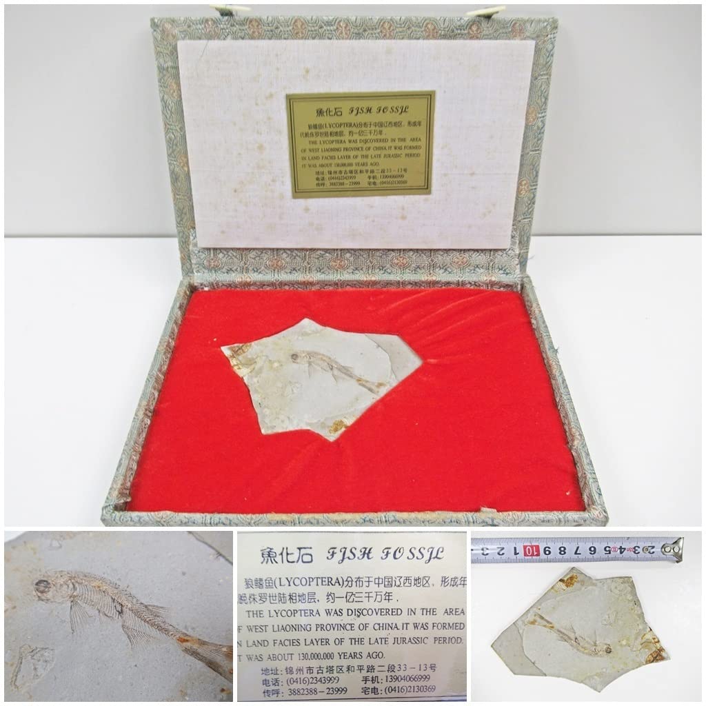 額装　魚の化石（Lophocephalus）約4千万年前 中国産 約4億2300万年前の新種の魚類化石を発見 重慶 (2)--人民網日本語