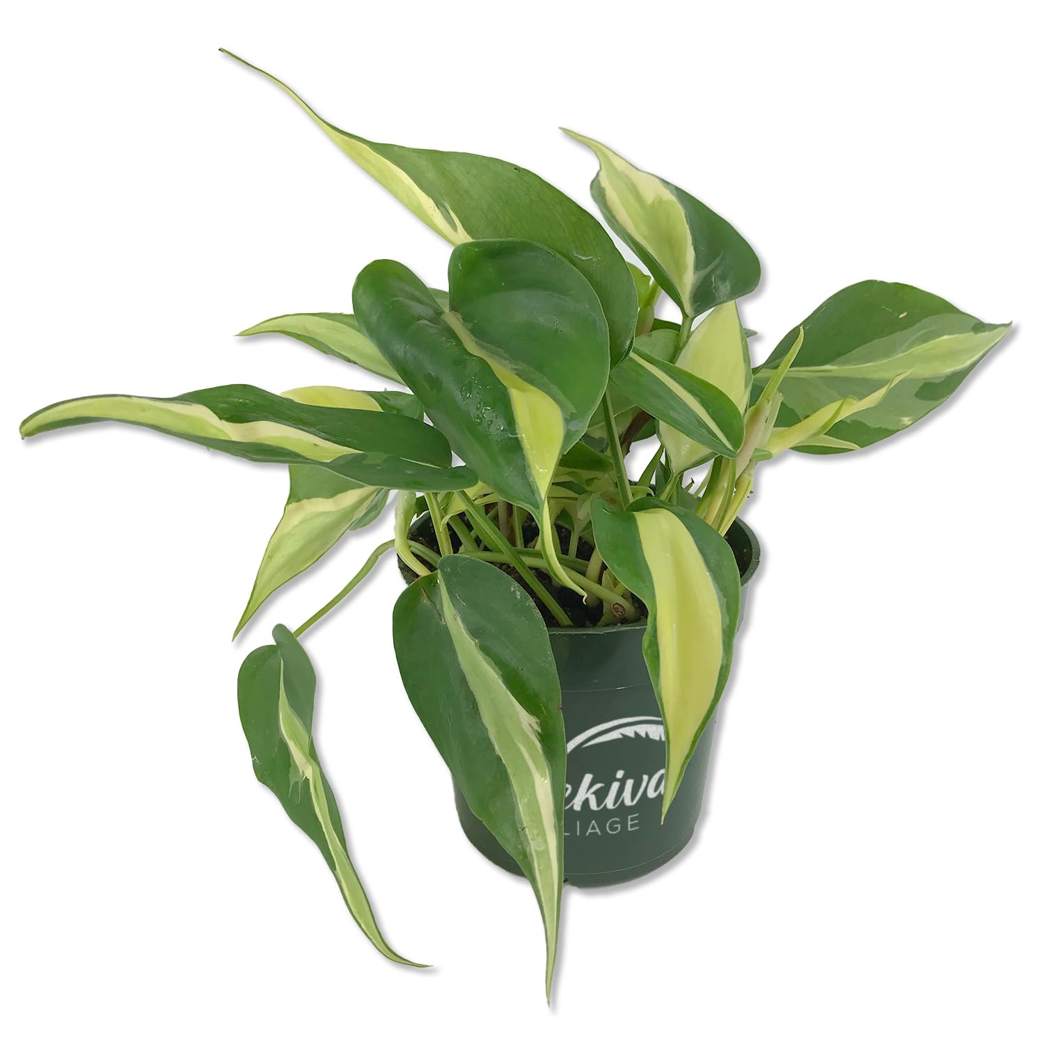 Amazon.com : Silver Stripe Philodendron - Live Plant in a 4 Inch Pot -  Philodendron Erubescens - Extremely Rare and Beautiful Indoor Houseplant -  A Rare Tropical Masterpiece : Patio, Lawn & Garden