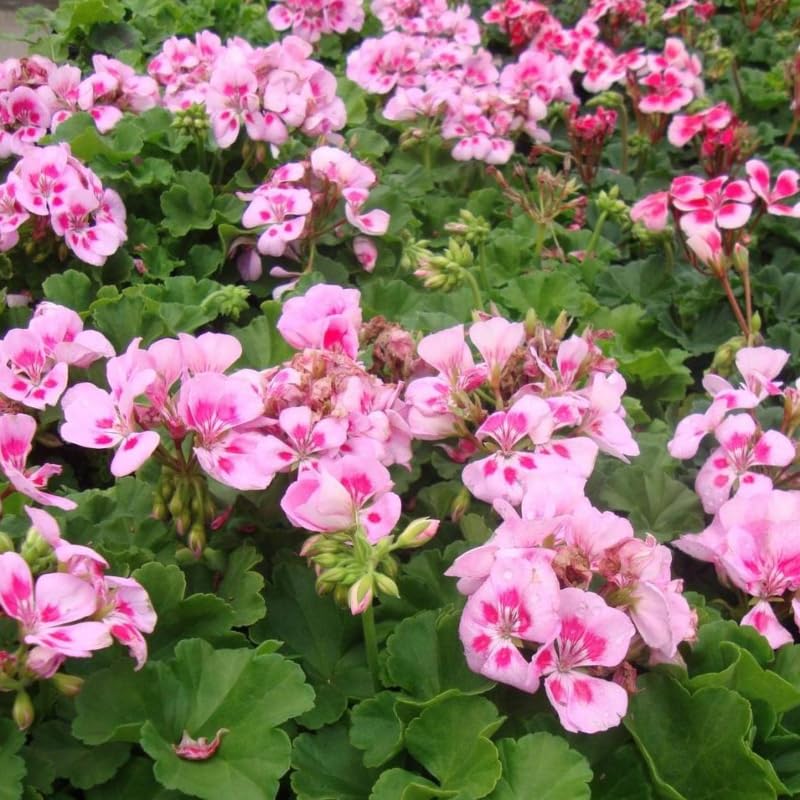 Geranium Zonal 'Candy Pink' X5 Plug Plants
