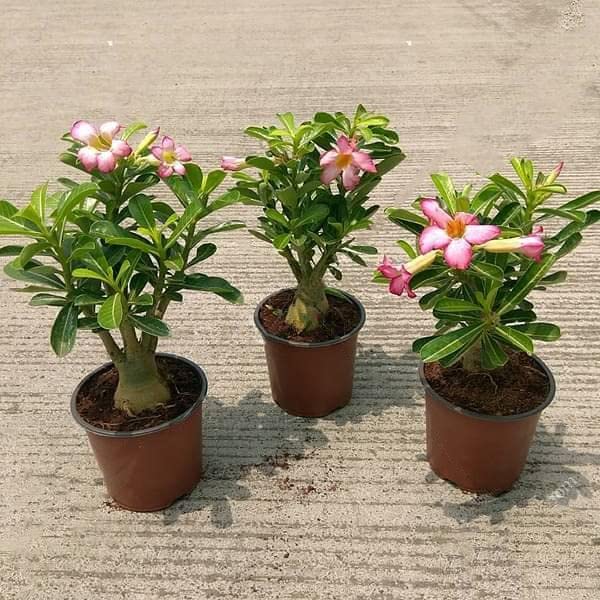 Set of 3 Bonsai looking Adenium Plants (B0BBGKZS2W) Amazon Price History, Amazon Price Tracker