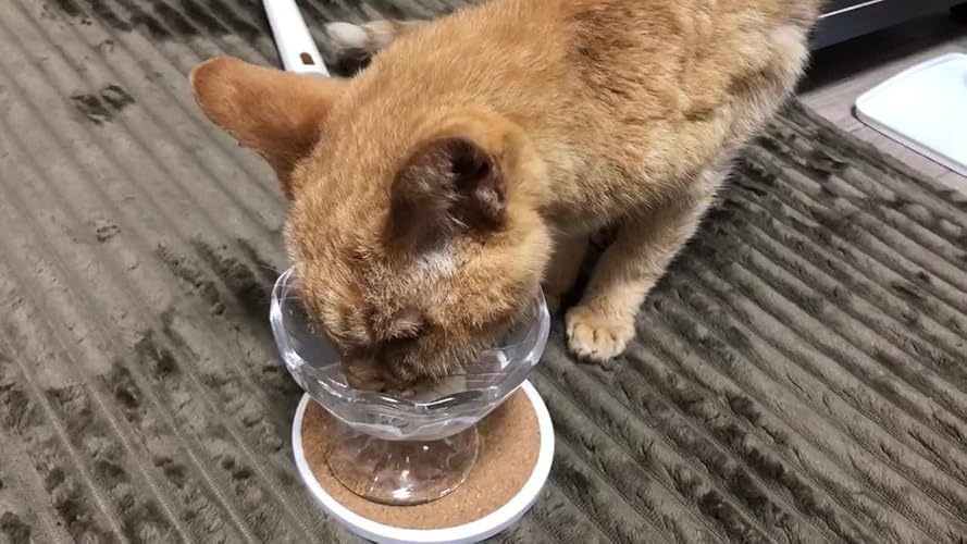 Amazon.co.jp: ロイヤルカナン キャットフード 腎臓サポート リキッド