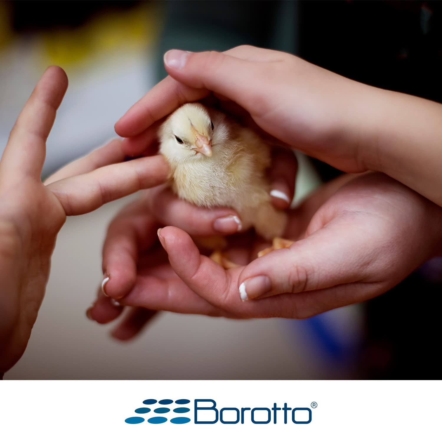 Borotto Real 24 | Incubatrice per Uova Automatica Professionale Brevettata per 24 Uova o 96 Piccole con Girauova Automatico e Controllo della Temperatura | Made in Italy