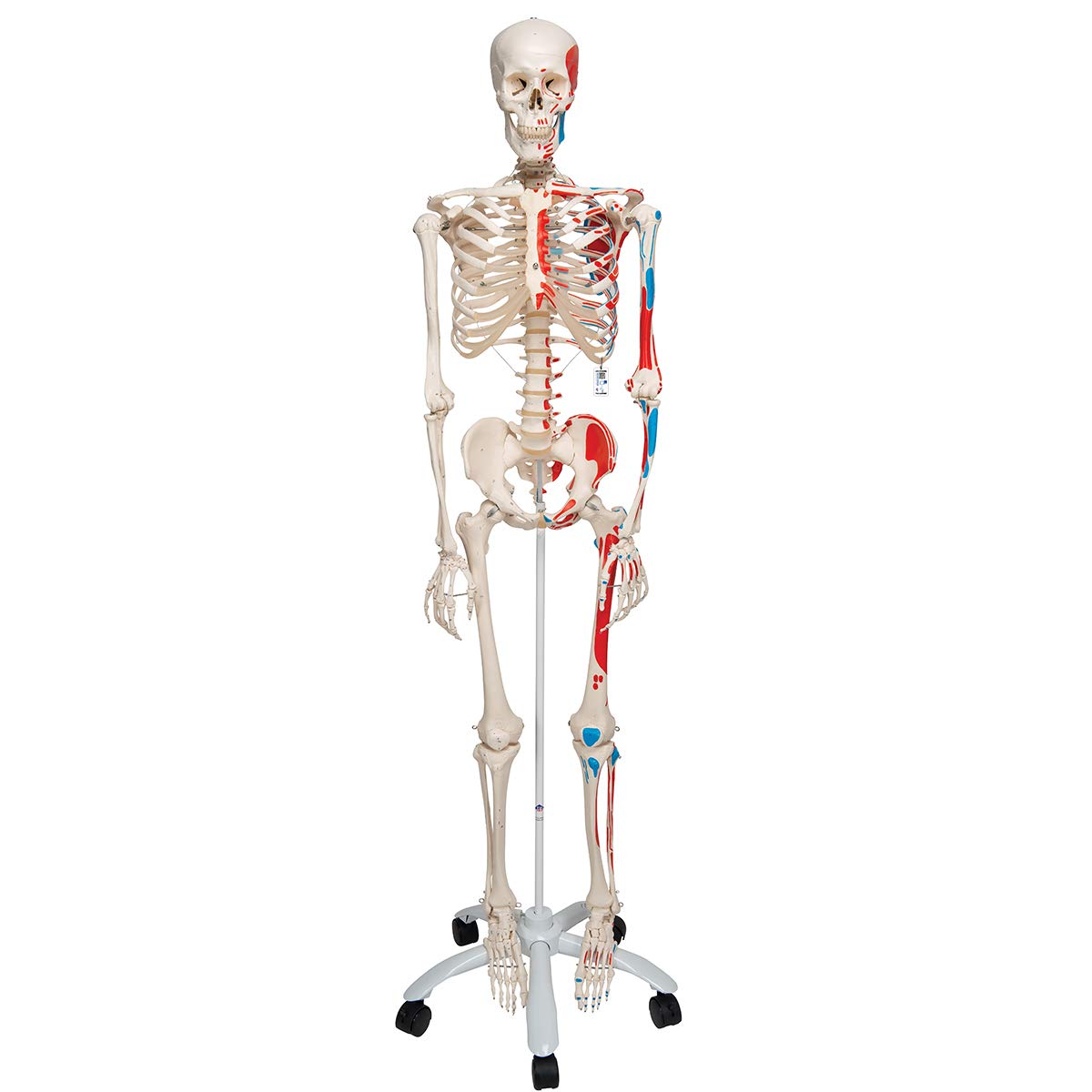 3B Scientific A11 Max the Muscle Skeleton w/ Pelvic mounted roller stand - 3B Smart Anatomy