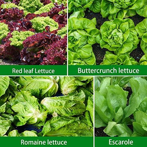 3200+ Non-Gmo Lettuce Seeds - 8 Individual Heirloom Salad Vegetable- Romaine Lettuce,Red&Green Leaf Lettuce, Buttercrunch Lettuce Escarole Batavia Lettuce Frisee Loose Leaf Iceburg #TOP2