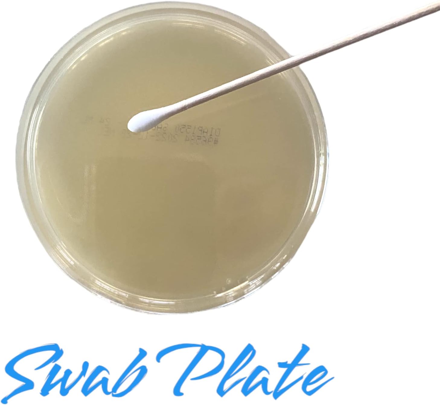Essential Bacteria Growing Kit. NEW SCIENCE KIT. Pre-Poured Agar Plates (100mm Diameter) & Swabs. Great For Learning About Microbiology. Free Project Guide eBook Available by Request.
