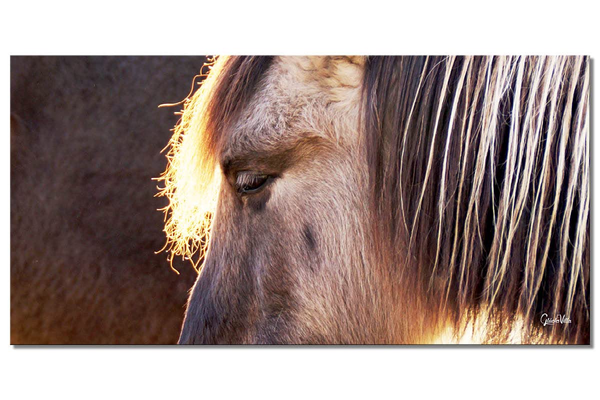 Glücksvilla - Wildpferd 1 (Acrylglas-Bild 5 mm, 120 x 60 cm) | div. Maße - aus DE - Kunstdruck Deko Wandbild quer - Pferd Pony Bauernhof Natur Tier