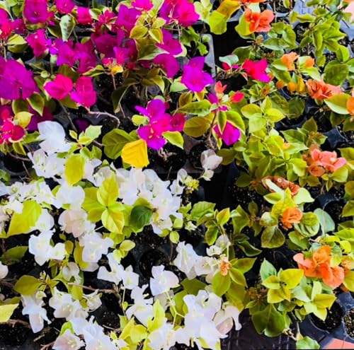 Image of Multi-Grafted Bougainvillea Live Plant with Pot | Bougainvillea Flowering Plant Live | Outdoor Ornamental Plant for Home Garden Terrace Balcony