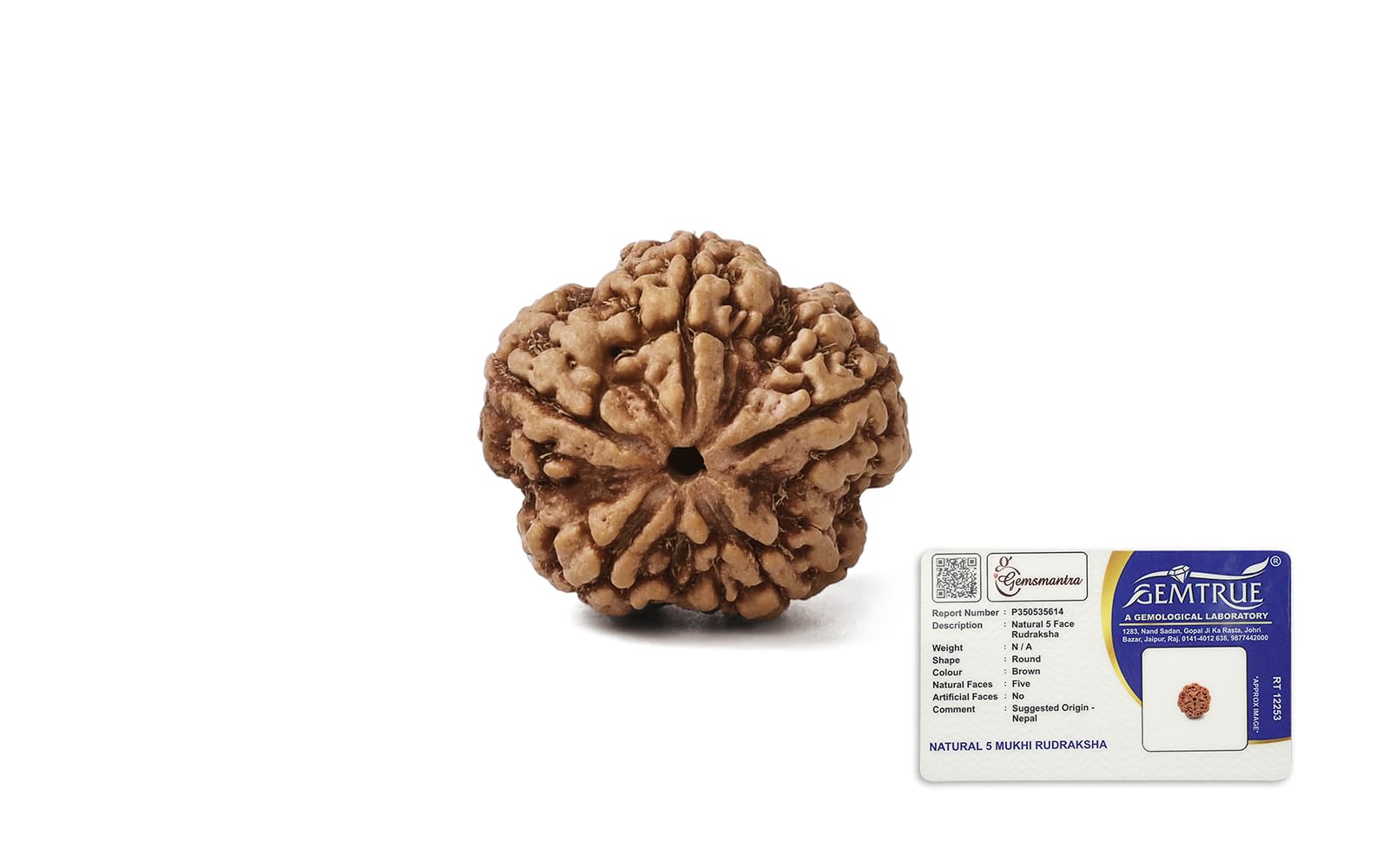 GEMSMANTRA 5 Mukhi Rudraksha Without Pendant | Original Nepali | Natural and Lab Certified | Helps to Improve Self Confidence, Spiritual Growth Negative Energies For Men & Women