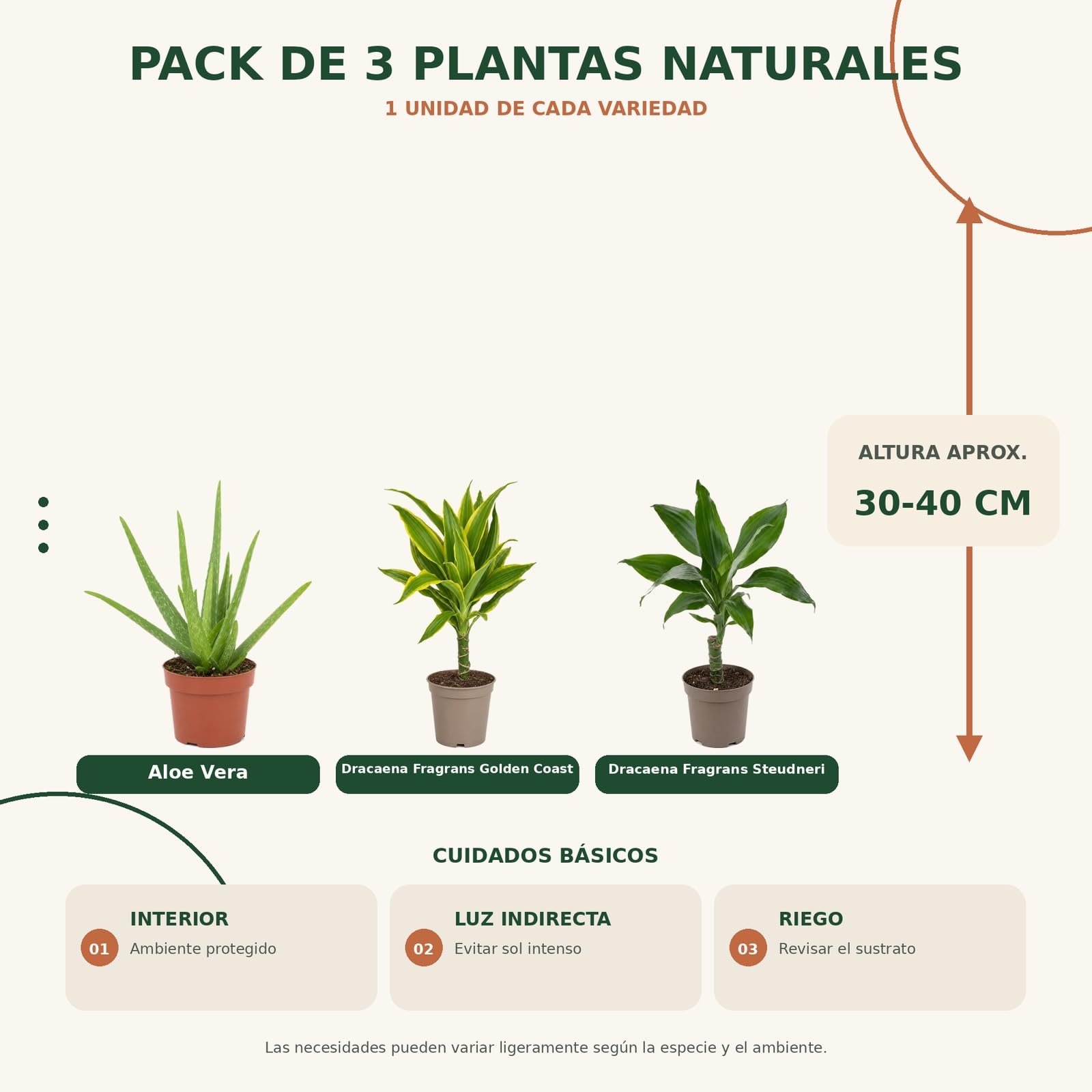 Pack 3 Plantas DECOALIVE: Sábila, Tronco de Brasil y Tronco de Brasil