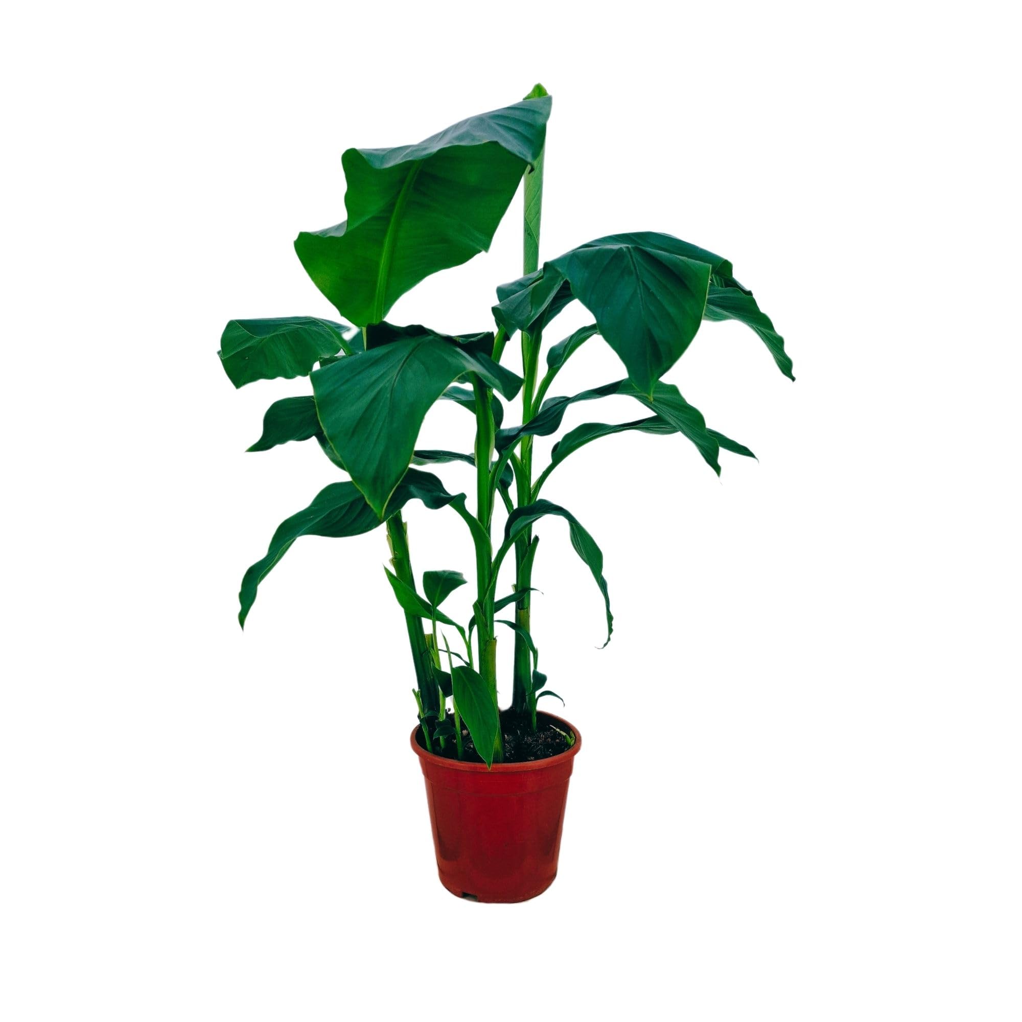 Meine Orangerie - Winterharte Banane Musa basjoo - ca. 110-130 cm inkl. Topf - exotische Bananenstaude im Ø20 cm Topf - Bananenpflanze für Garten, Terrasse & Balkon