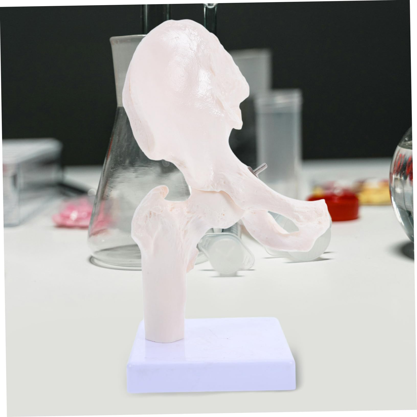 Anatomico Scheletrico Umano Per Studio Anatomia Strumento Didattico Per Scuole e Laboratori Realistico e Duraturo Per Educazione Scientifica e Comprensione Della Struttura Ossea