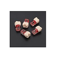 Vista 11 de 5 dientes dentales de práctica endodoncia modelo M8006 11# Standard Typodont 1:1 Teach (M8006-11#)