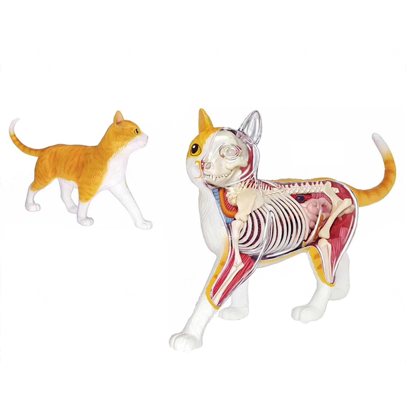 Modello Anatomico del Gatto 4D, Organi Rimovibili Modello Anatomico dello Scheletro del Gatto 28 Pezzi, Modello Medico del Gatto, per Gli Aiuti Didattici per L'educazione Medica