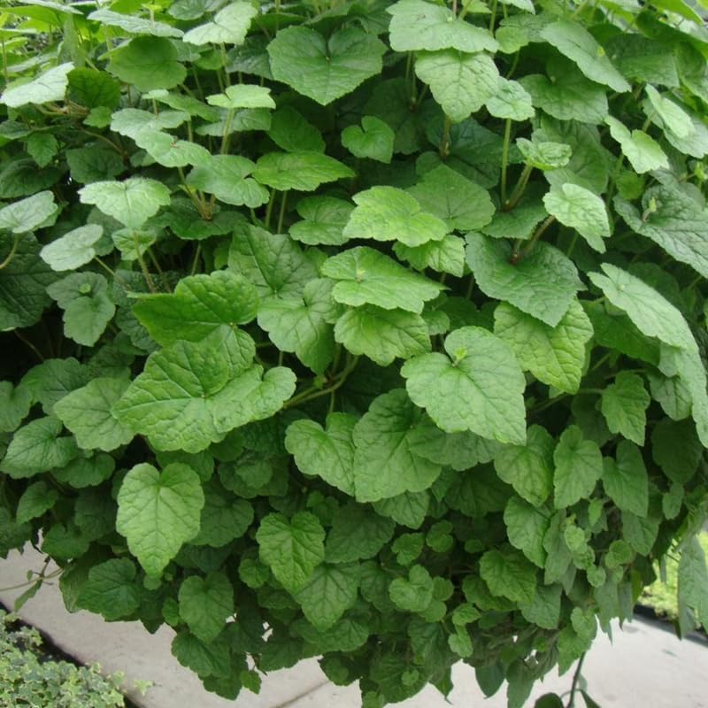 Piggyback Live Plant Tolmiea Menziesii | 4-Inch Pot | Low Maintenance Live Houseplant with Trailing Habit