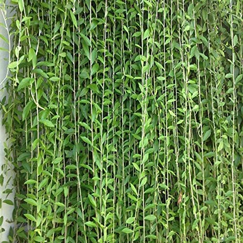 Duomus Curtain Creeper parda vel Vernonia elaegnifolia Live Plant (B0BXM2L7XC) Amazon Price History, Amazon Price Tracker