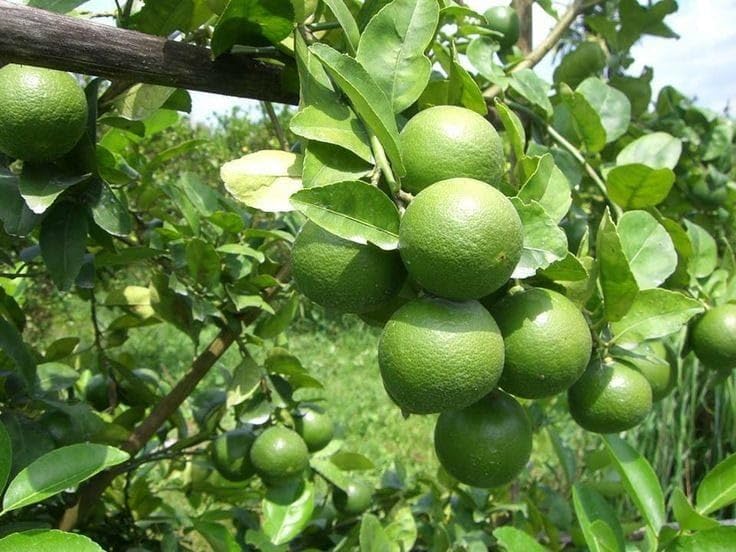 Image of GreenWorld Special Seedless Kolkata Pati Lemon /Nimboo (Pack Of 1 / Guti Kolom) Live Plant,Healthy & Air Layered Plant,''Fruit After 3 to 6 Month''