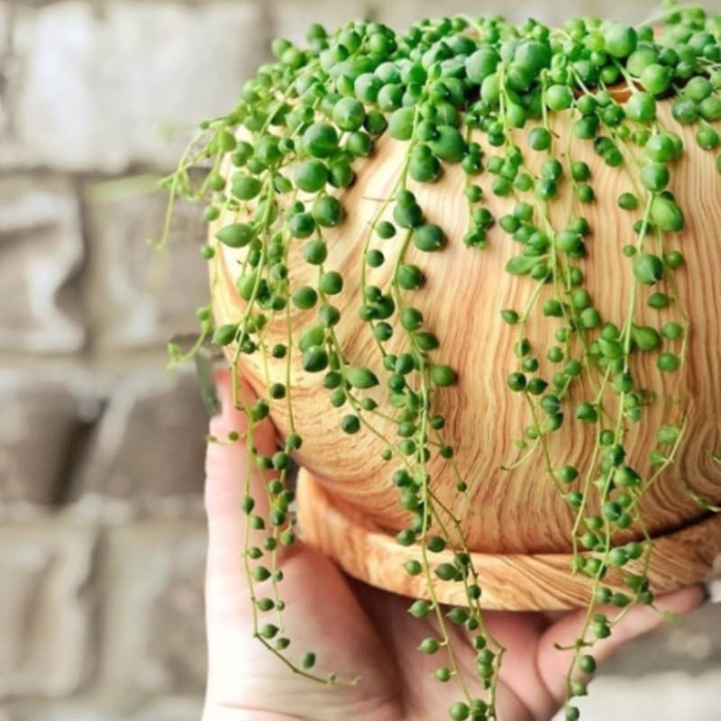 Miniatura 6 de String of Pearls Plant Live, enredadera suculenta rastrera, planta de interior viva rara en maceta