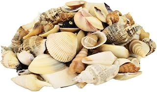 US Shell, Small World Mixed Shells, 1 Kilo Weight
