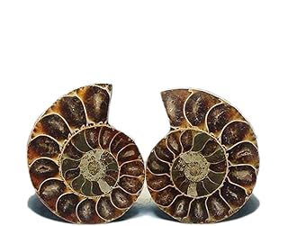 Natural Crystal Rough Natural Crystal Conch Quartz Pattern Beautiful Ammonite Conch Specimen Specimen Slice for Home Decor Gifts Ornament Geography Teaching,2.0in Home Collections