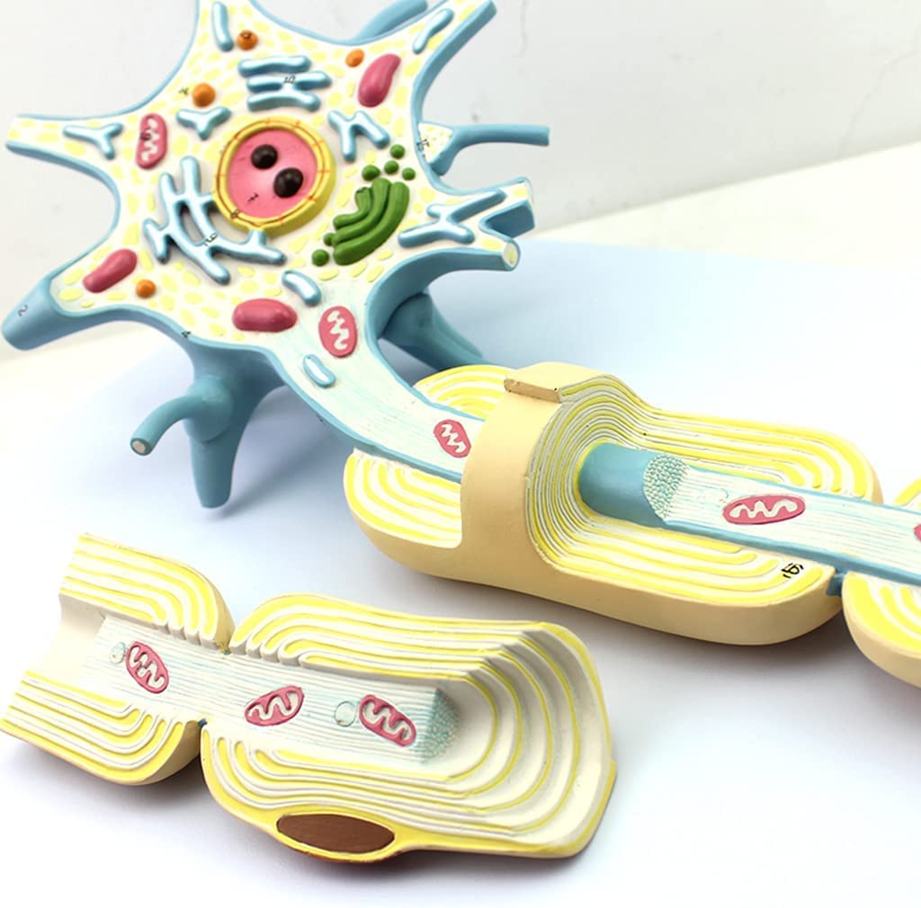 HAILIA Anatomical Model Enlarged Version Neuron Model Two Components Nerve Fiber Structure Anatomy Model Neurology Specialist Nerve Cell Tissue Teaching Demonstration Model Teaching Tool