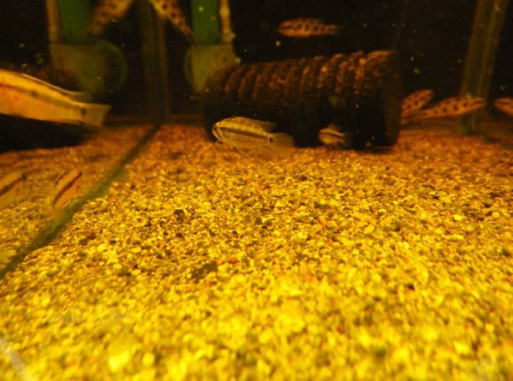 Amazon | 国産 マジックリーフ ドクターリーフ 10cm~25cm (15枚