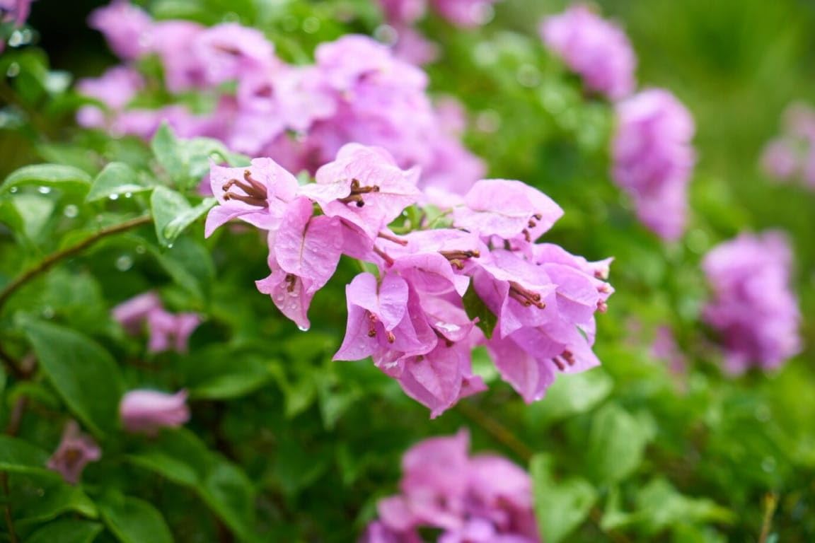 Dnger fr Clematis und Schlingpflanzen 2kg NPK Mineraldnger  Pflanzendnger : Amazon.de: Garten