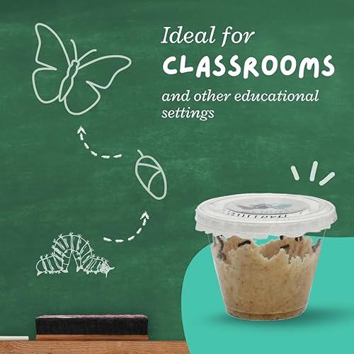 Miniatura 6 de Clearwater Butterfly - Mariposas pintadas en vivo, kit de cultivo de mariposas con orugas vivas, jaula de malla incluida, hábitat de mariposas, 10