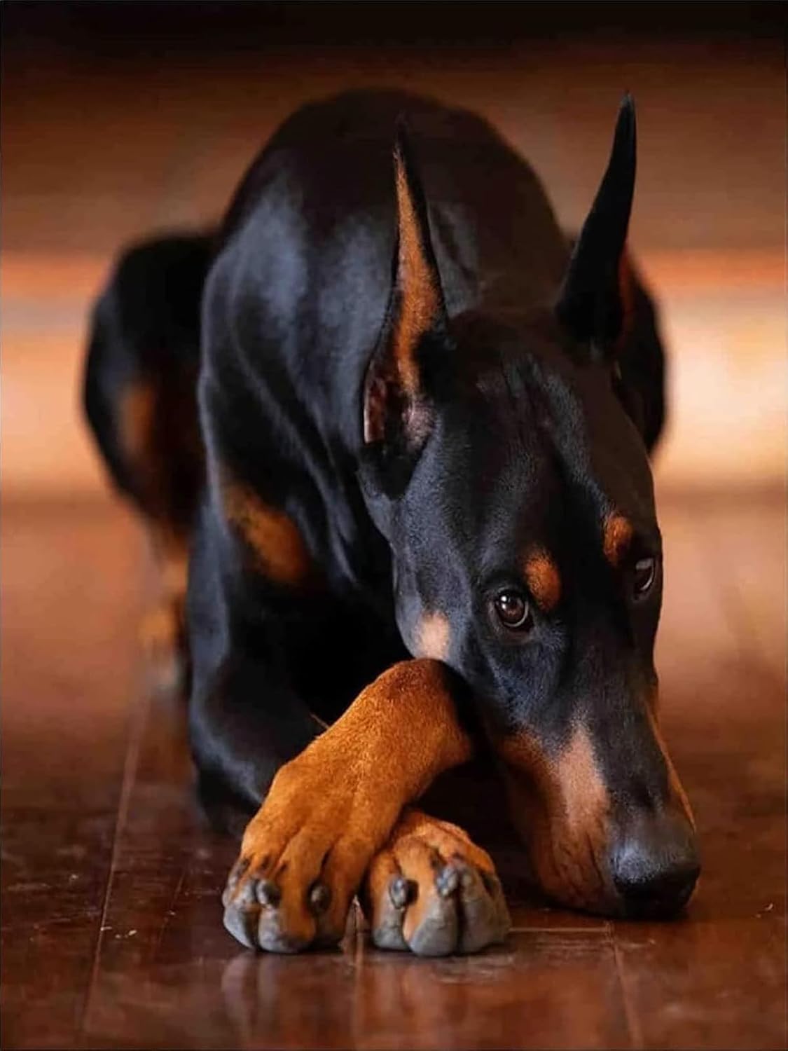 Christmas Gift Doberman Pinscher Diamond Painting Kits for Adults, Diamond Art DIY 5D Full Drill Round Crystal Rhinestone Arts Crafts Home Wall Decor for New Year's Day Valentine's Day 12x16 inch