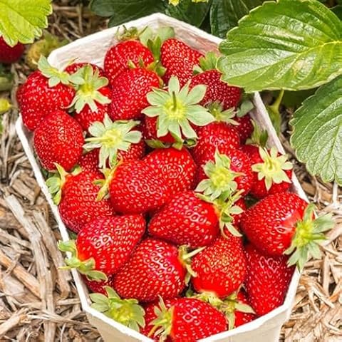 Organic Camarosa Strawberry Plant, Camarosa Strawberry Plants Live Ready to Grow, 25 Strawberry Live Plants Bareroots for Planting, Sweet Strawberries Plants, No Ship to California Cover