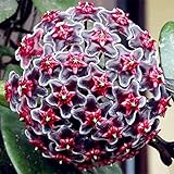 Bloom Green Co. Nuevo bonsái Hoya fresco, Hoya Carnosa en maceta Flor plantas Plantas de jardín Plantar perenne Flores de orquídeas 100 piezas/bolsa, MCDMS2: 21