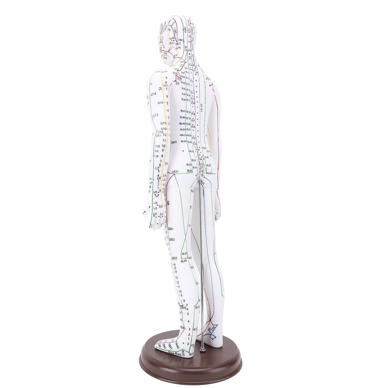 Modèle D'acupuncture du Corps Humain 52 Cm, Modèle de Point D'acupuncture du Mannequin D'enseignement Chinois Mâle/Femelle (Femelle)