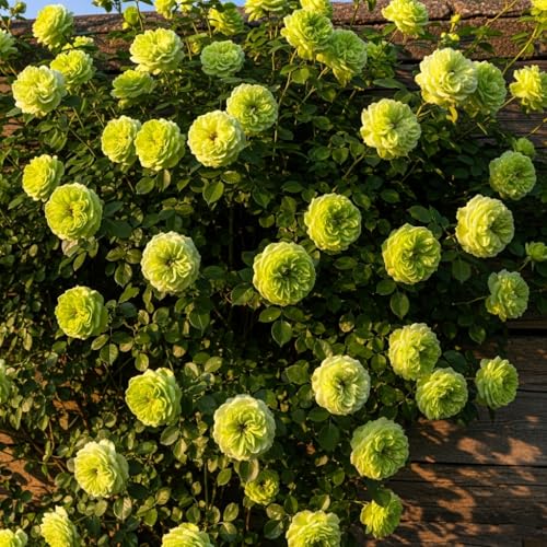 Image of Climbing Rose Hybrid Seeds Pack - Large Flowers- 70 Easy-to-Grow Seeds for Vibrant Blooms, Suitable for All Indian Climates (GREEN)