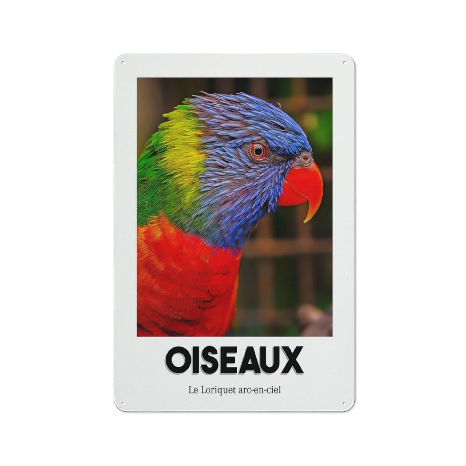 Junmoney Style-5 Modern Retro Decorative Metal Plaque 30X20cm Featuring Rainbow Lorikeet, Loft Wall Plaque For Flat, Bar, Studio Or Gallery Wall
