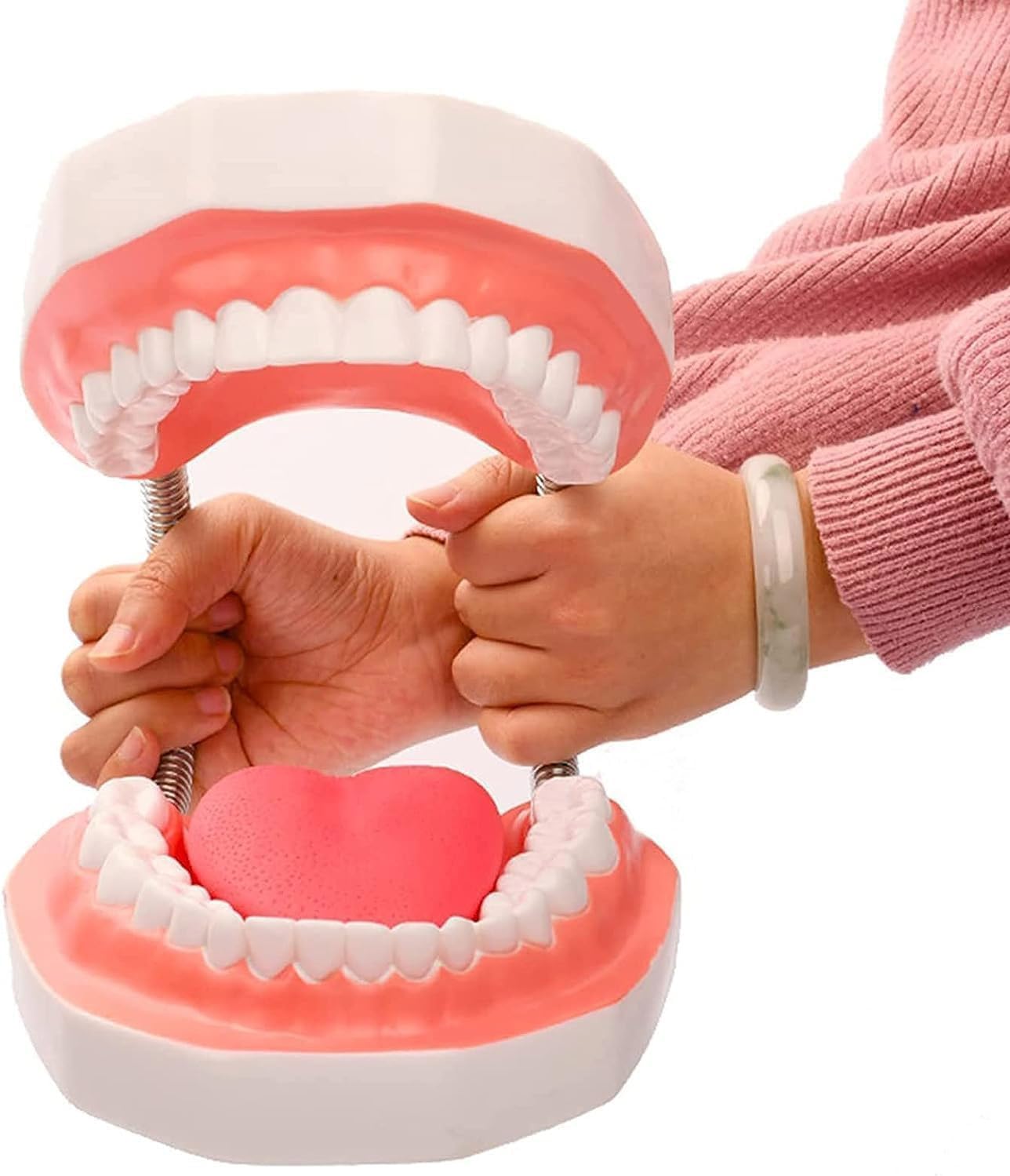 Modello dei denti dentali 6 volte più grande, modello anatomo dei denti con lingua staccabile, modello di insegnamento dello spazzolamento per bambini e ragazzi, modello di insegnamento della cura ora