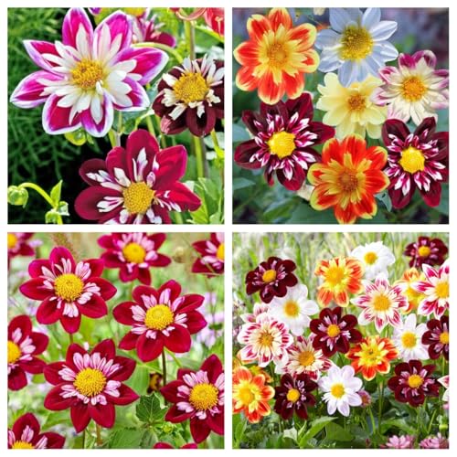 290+ Dwarf Dahlia Seeds for Planting – Cold-Hardy Drought-Resistant Compact